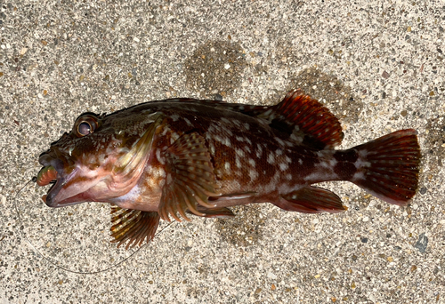 カサゴの釣果