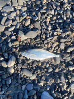 イケカツオの釣果