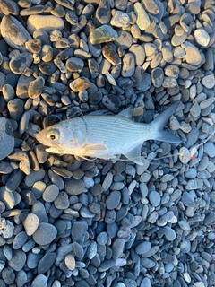 ツバメコノシロの釣果