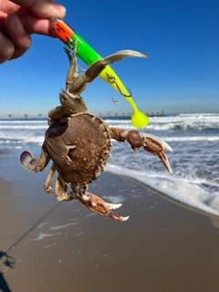 カニの釣果