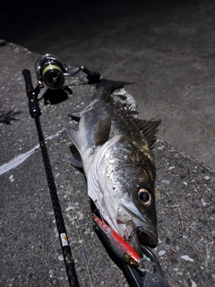 フッコ（タイリクスズキ）の釣果