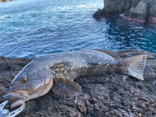 アイナメの釣果