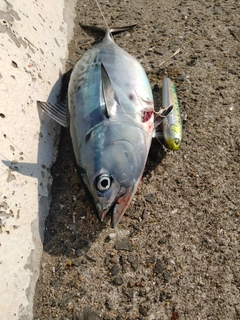 スマガツオの釣果