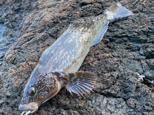 アイナメの釣果