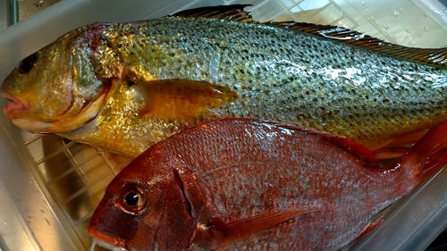 マダイの釣果