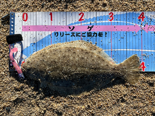 ヒラメの釣果