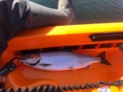 ビワマスの釣果