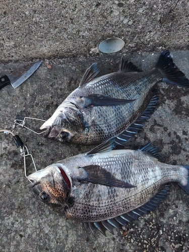 クロダイの釣果