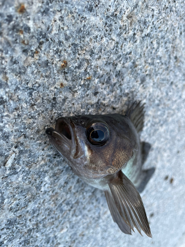 シロメバルの釣果