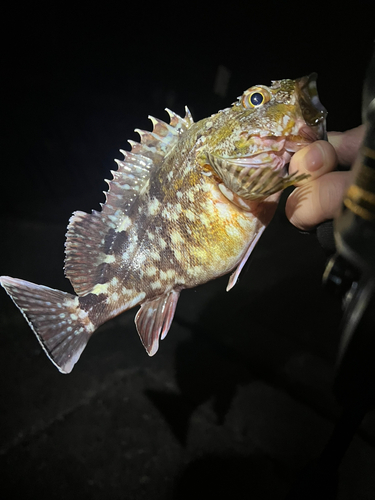 カサゴの釣果