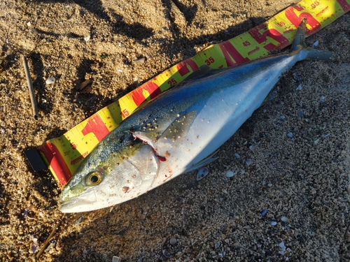 ワラサの釣果