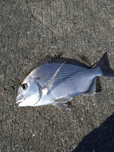 ヘダイの釣果