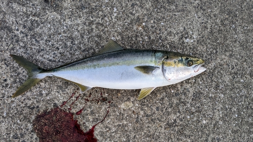 メジロの釣果