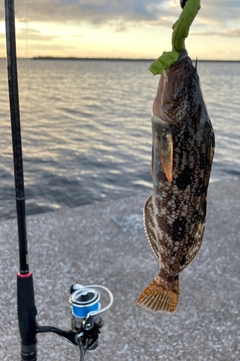 アイナメの釣果