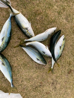 ヤズの釣果