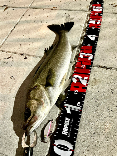 シーバスの釣果