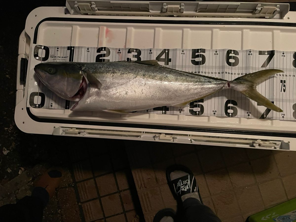 さぶえもん　釣坊主さんの釣果 2枚目の画像