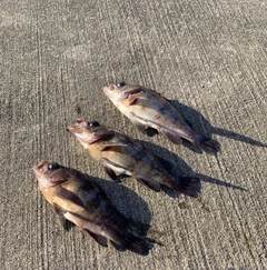 シロメバルの釣果