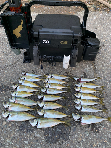 アジの釣果