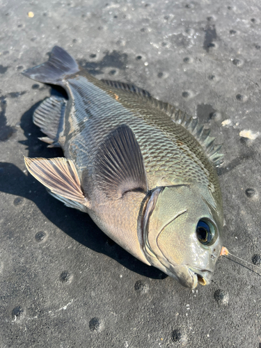 グレの釣果