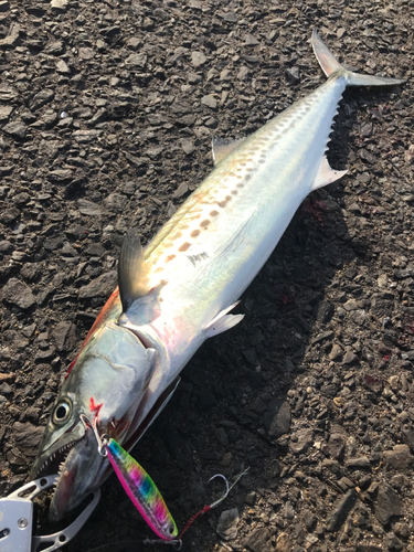 サゴシの釣果