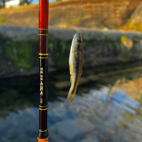 アブラハヤの釣果