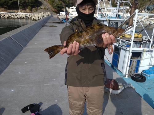 アイナメの釣果