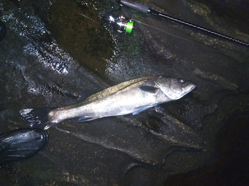 スズキの釣果