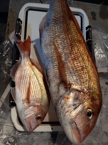 マダイの釣果