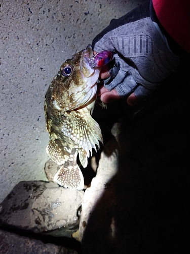 アラカブの釣果