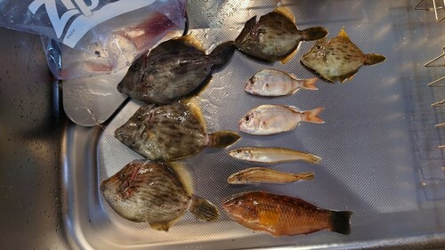 カワハギの釣果