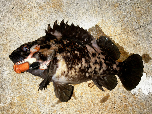 オウゴンムラソイの釣果