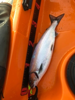 ビワマスの釣果