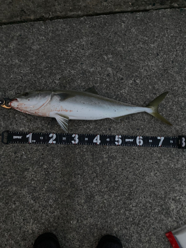 ヤズの釣果