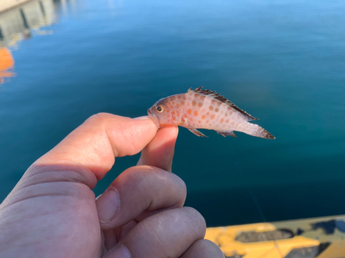 オオモンハタの釣果