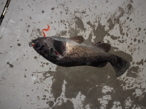 クロソイの釣果