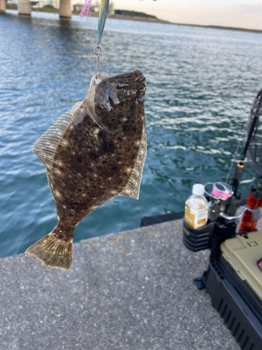 ソゲの釣果