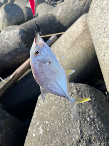 メッキの釣果