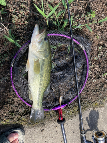 ブラックバスの釣果