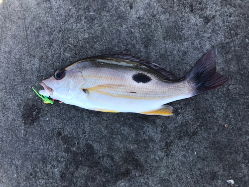 クロホシフエダイの釣果