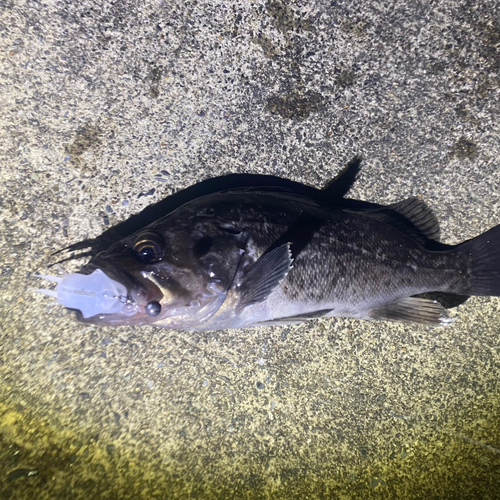 クロソイの釣果