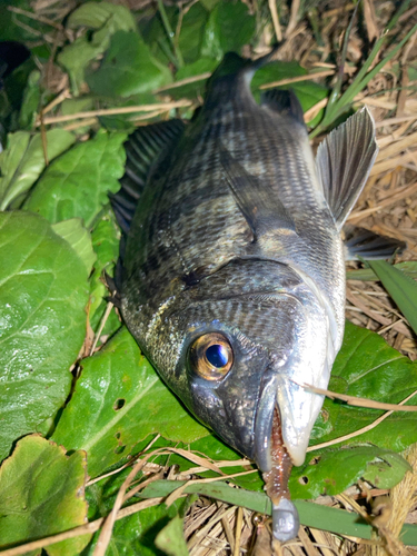 チンチンの釣果