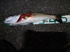 セイゴ（ヒラスズキ）の釣果