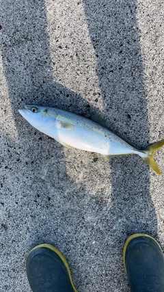 ヤズの釣果