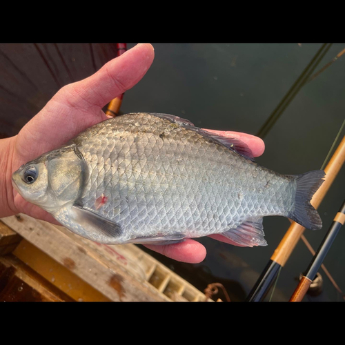 ヘラブナの釣果