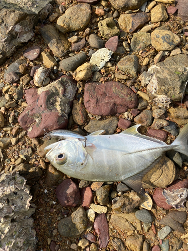 メッキの釣果