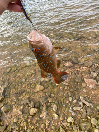 スジアラの釣果