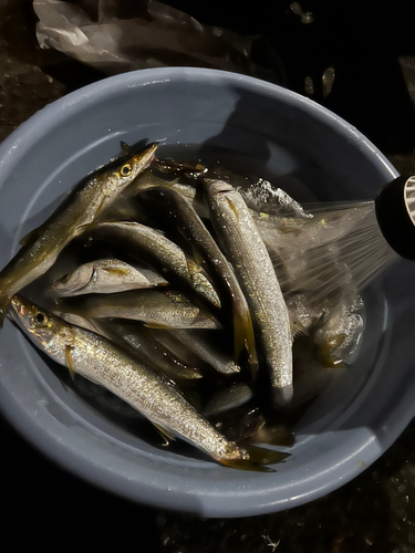 カマスの釣果