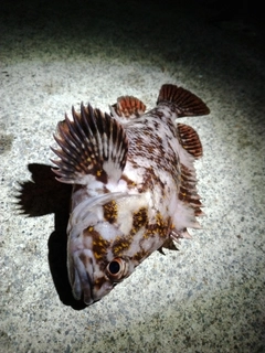 オウゴンムラソイの釣果