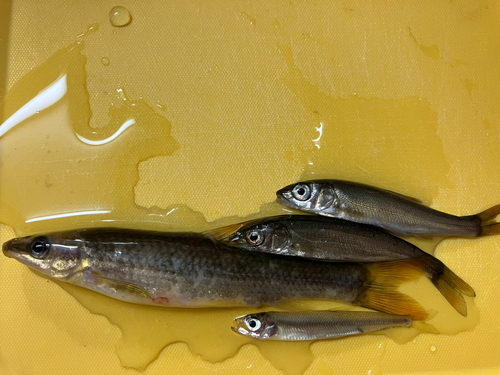 ワカサギの釣果